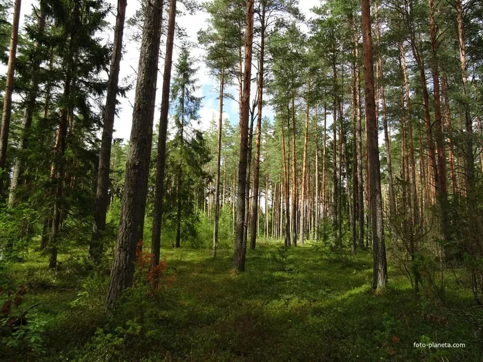 nizovitsy-856475